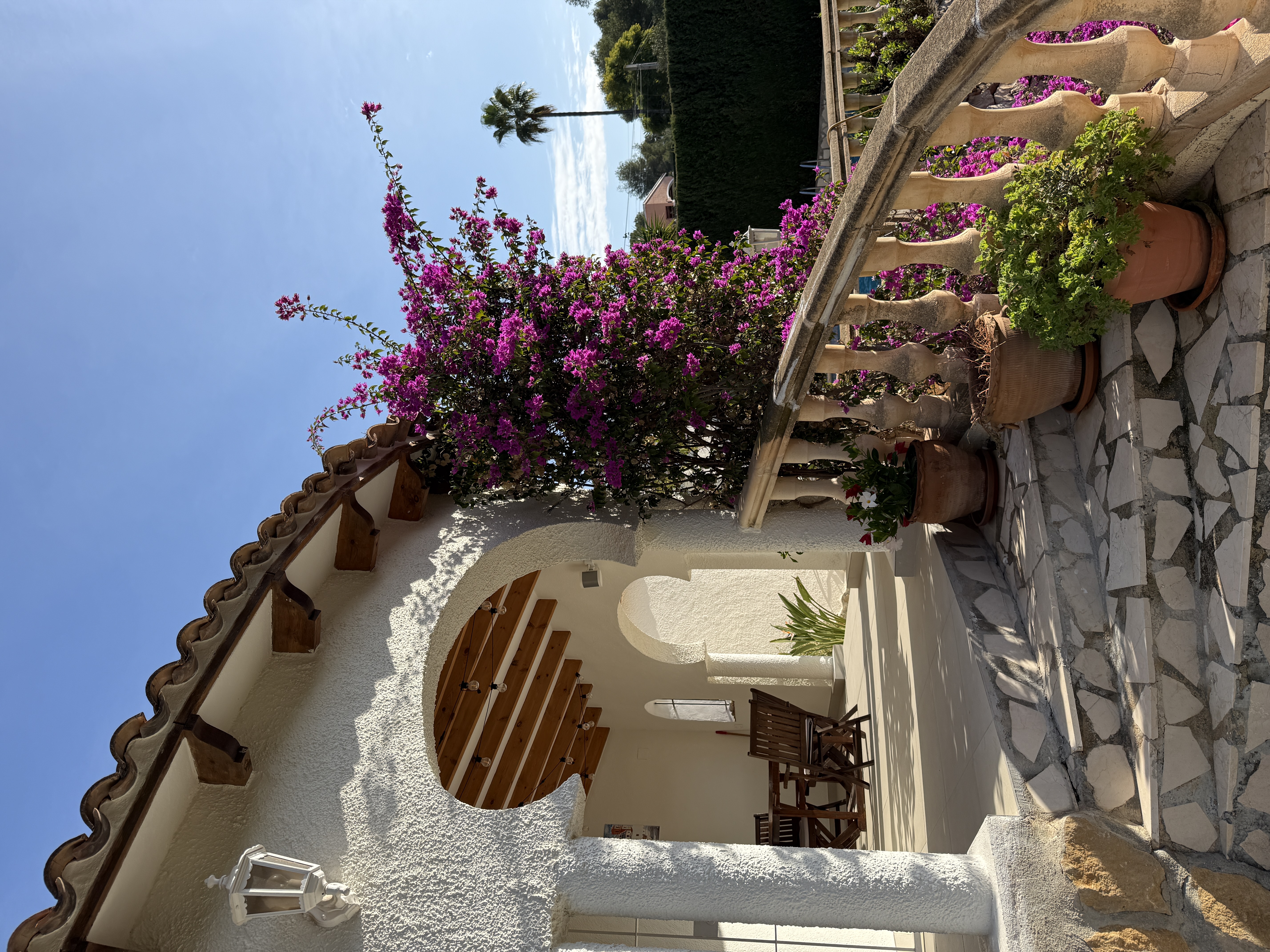overwinteren spanje bougainvillea